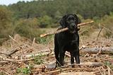 LABRADOR 128